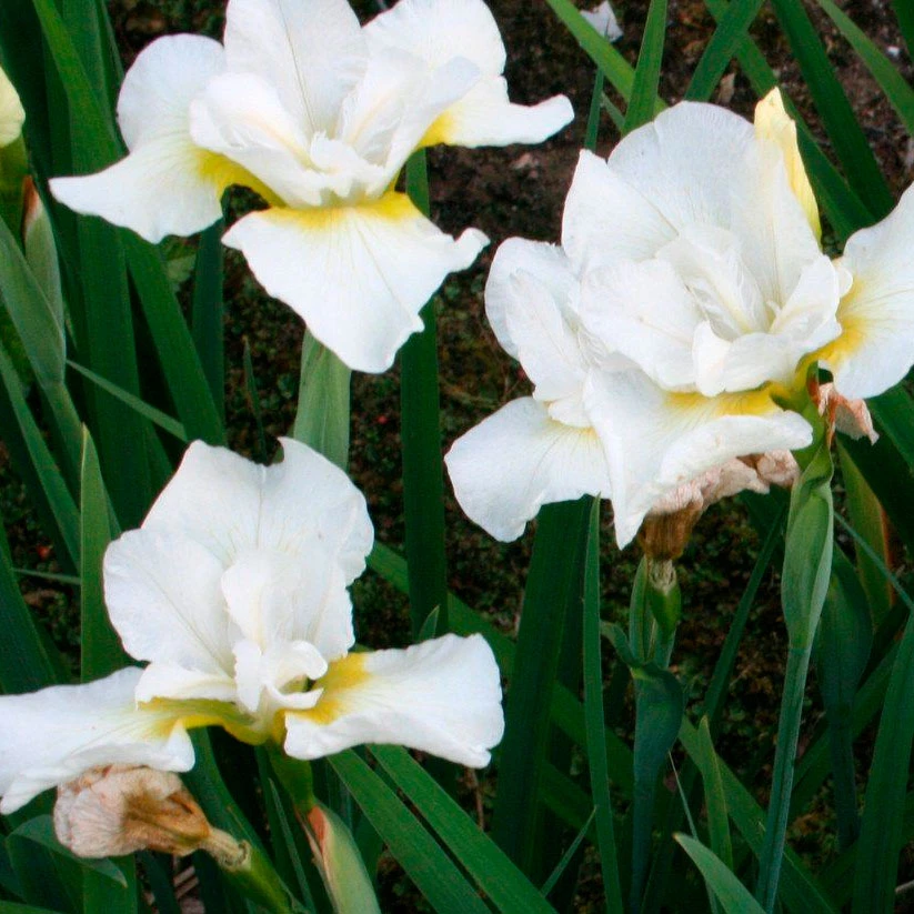 Ирис сибирский Харпсвелл Хэпинес