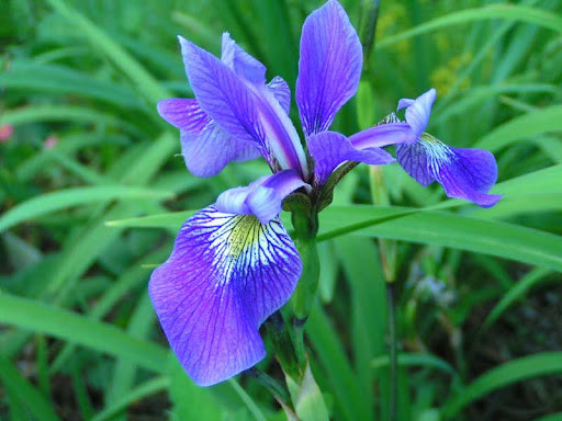 Ирис сибирский Лазурный берег