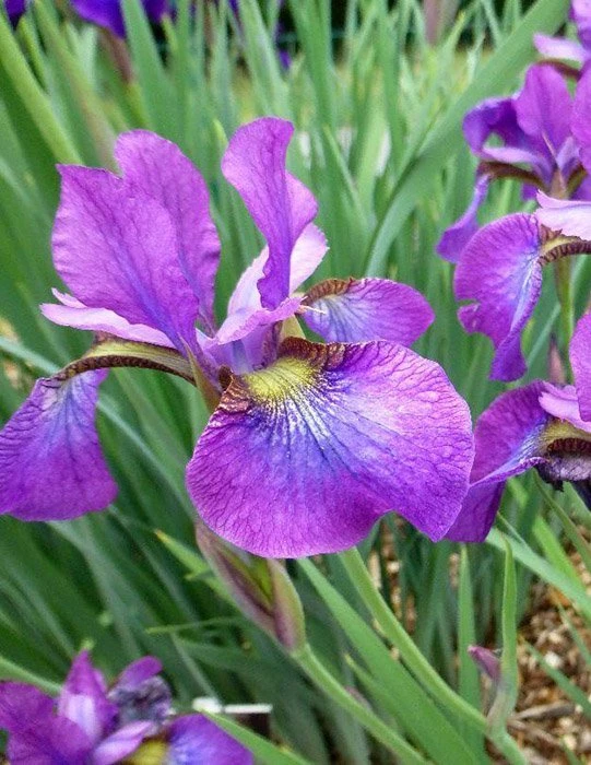 Ирис сибирский Вайн Вингс