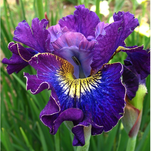 Ирис сибирский Раффлз Энд Фларишиз