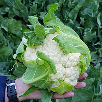 Семена капусту цветная Абени F1 (10шт) Seminis