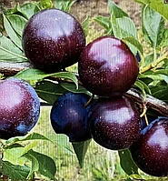 Шарафуга бордова-красная