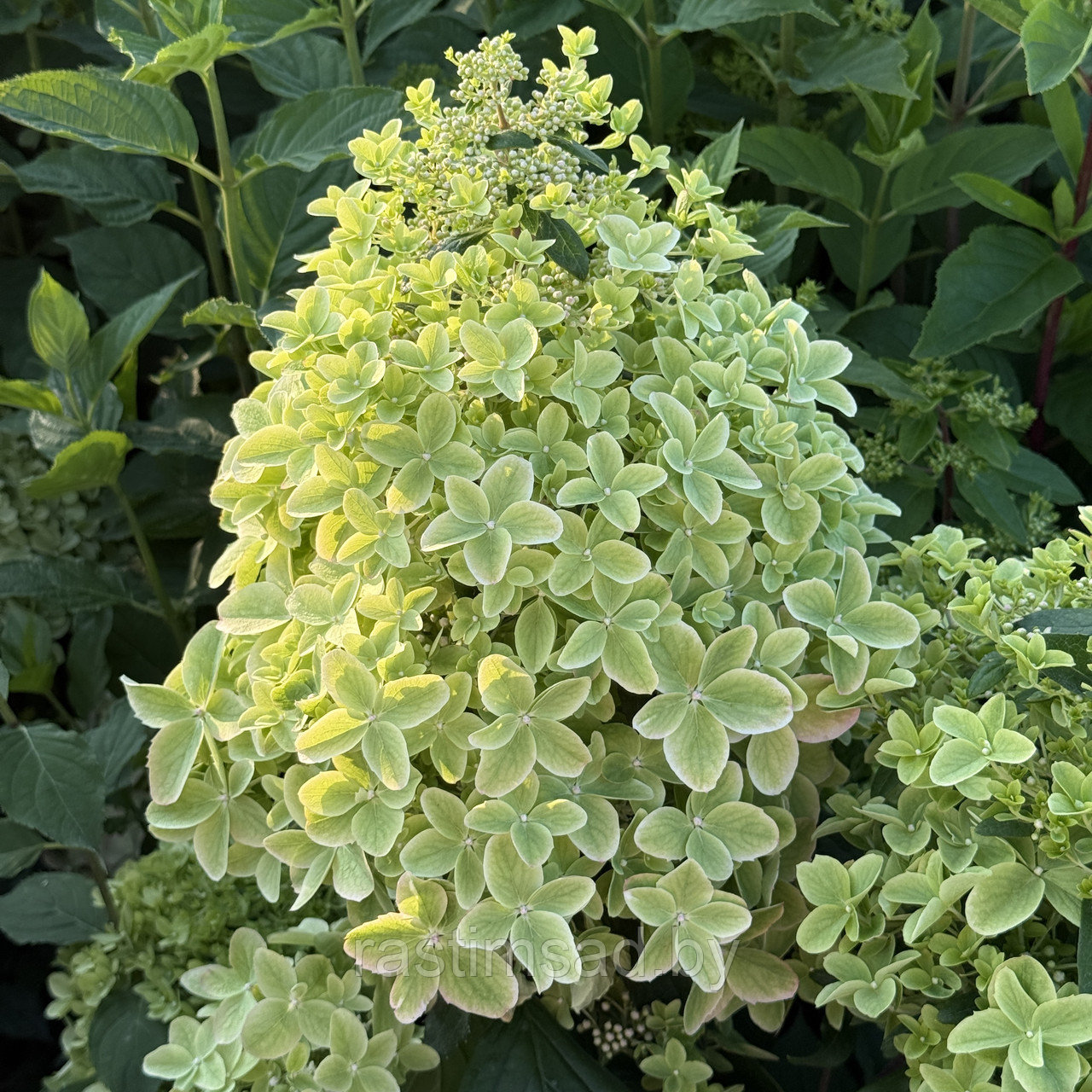 Гортензия метельчатая Metalica (Металика)