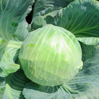 Капуста белокочанная "Боликор" F1, Голландия, (20 шт)