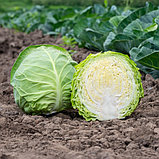 Капуста белокочанная "Боликор" F1, Голландия, (20 шт), фото 2
