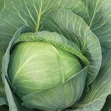 Капуста белокочанная "Зенон" F1, Голландия, (20 шт)