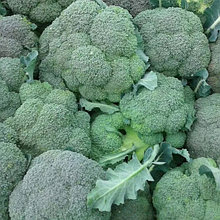 Капуста брокколи "Монако" F1, Голландия, (10 шт)