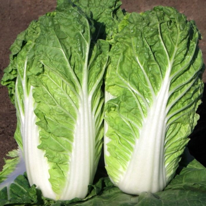 Капуста пекинская "Капелла" F1, Испания, (20 шт)