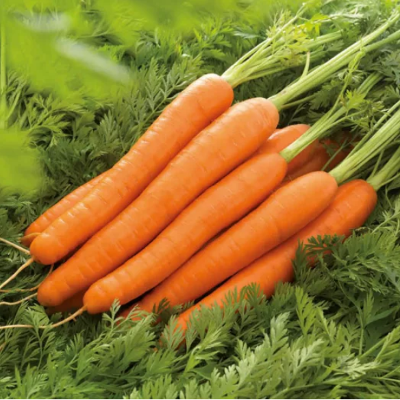 Морковь столовая "Лагуна" F1, Голландия, (0,5гр)