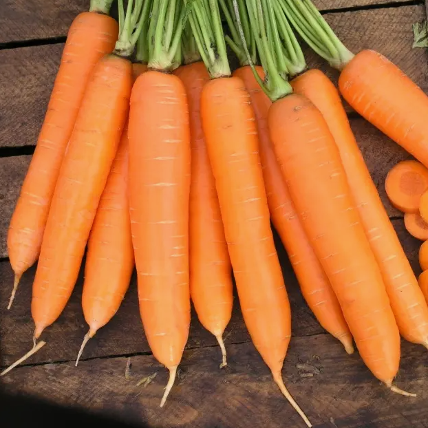 Морковь столовая "Сиркана" F1, Голландия, (0,5гр)