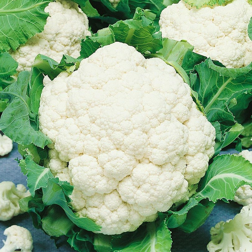 Капуста цветная "Брюс" F1, Голландия, (10 шт)