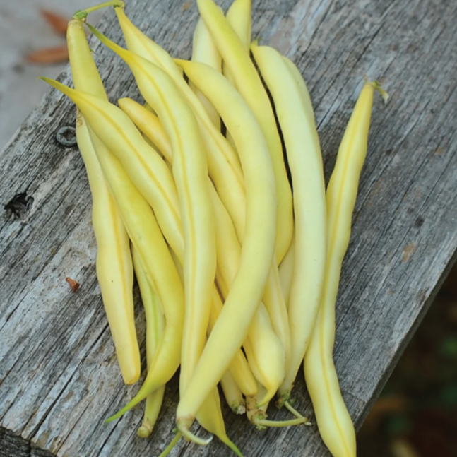 Фасоль спаржевая "Карсон" F1, Голландия (10 штук)