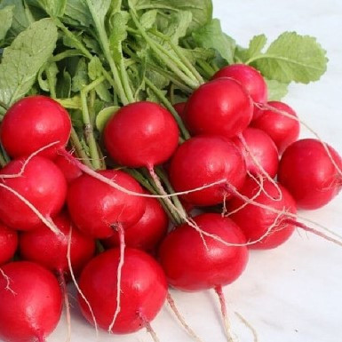 Редис "Донар" F1, (50 шт)