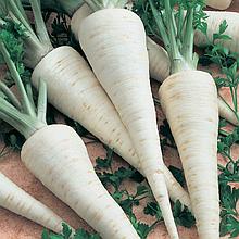 Петрушка корневая "Игл", Италия, (1 гр)