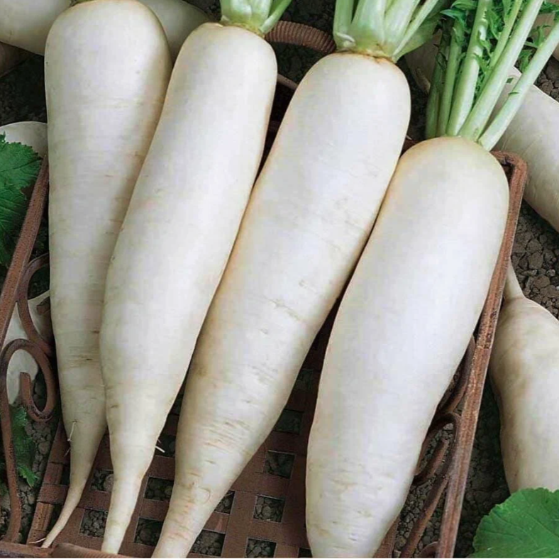 Дайкон САТ021БИ, Италия, (50шт)