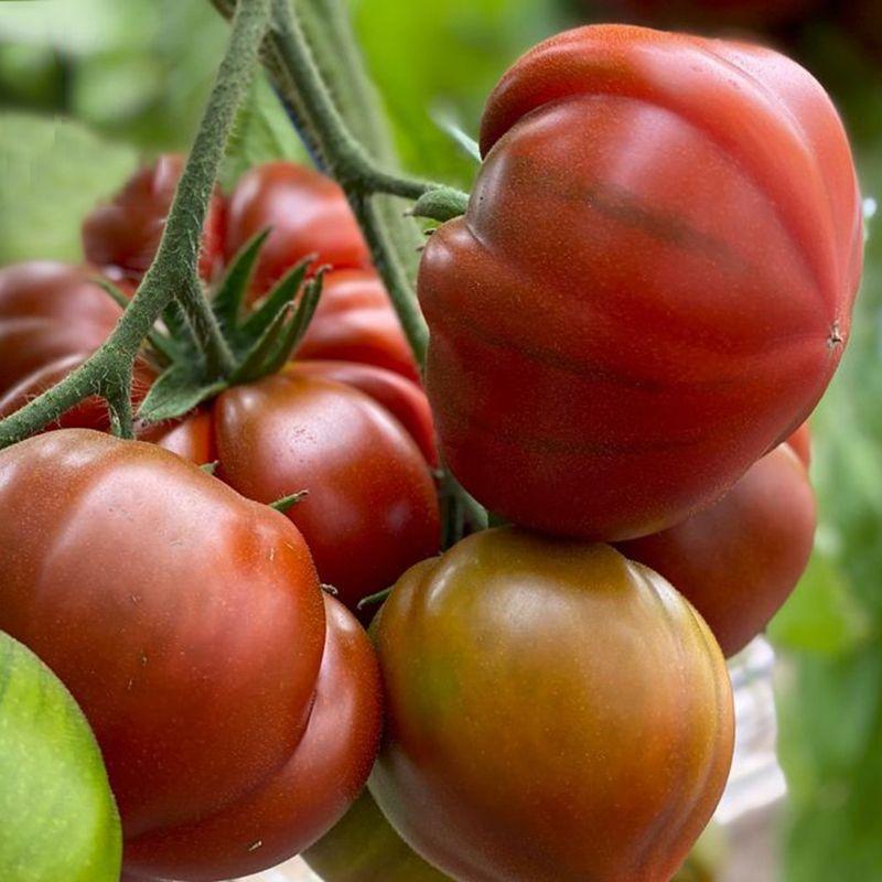 Томат "Браун Кой" F1 ,(5шт)