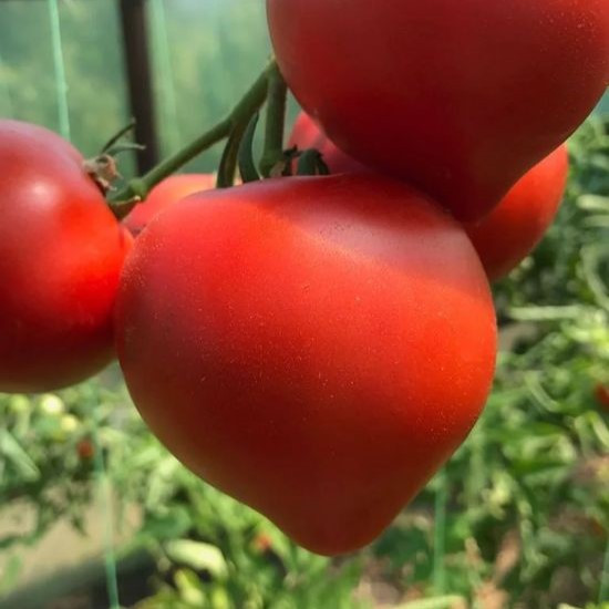 Томат "Супернова"/ "Каста"/ "Примо Ред" F1 (5 шт)