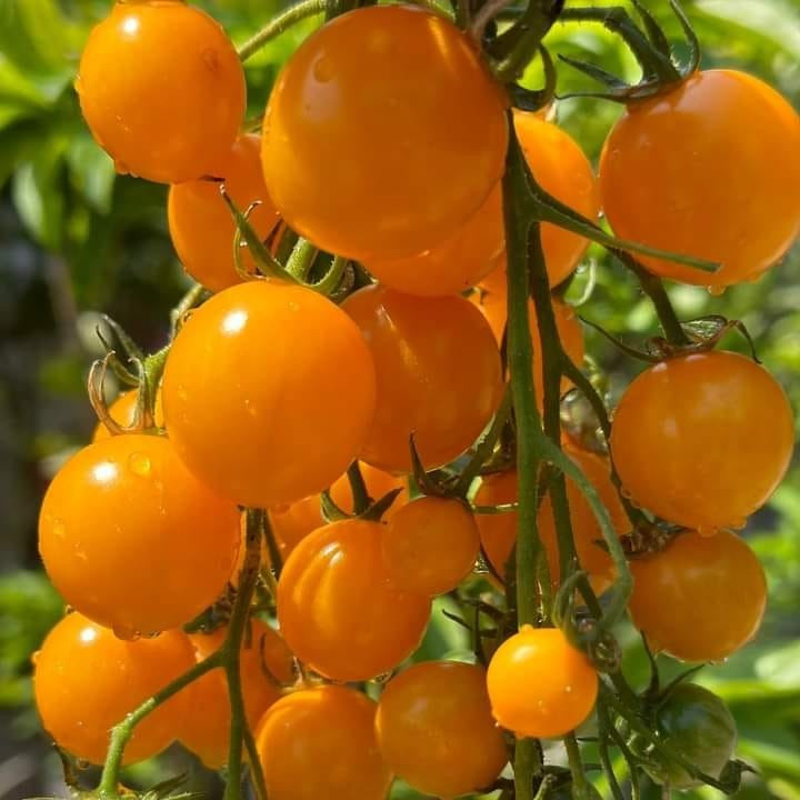 Томат черри "Оранж свит" (5шт)