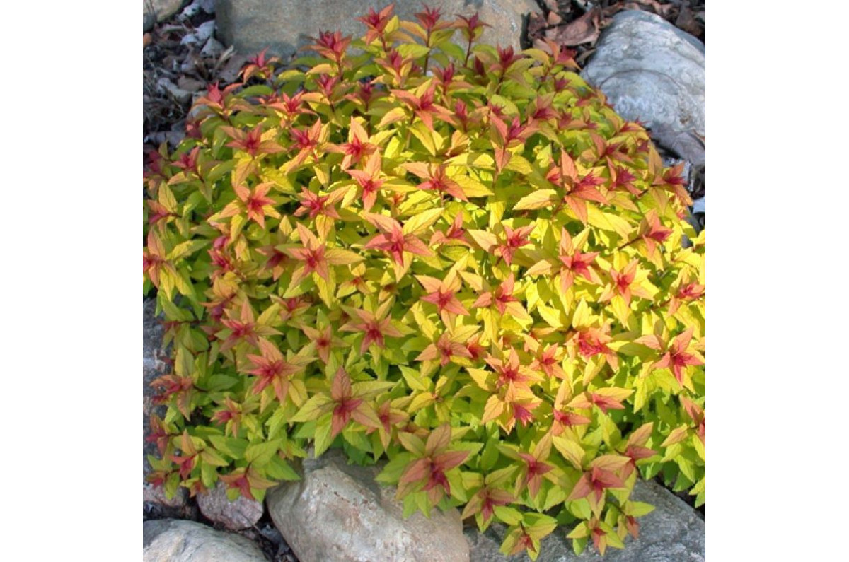 Спирея японская Файерлайт