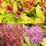 Спирея японская Файерлайт, фото 2