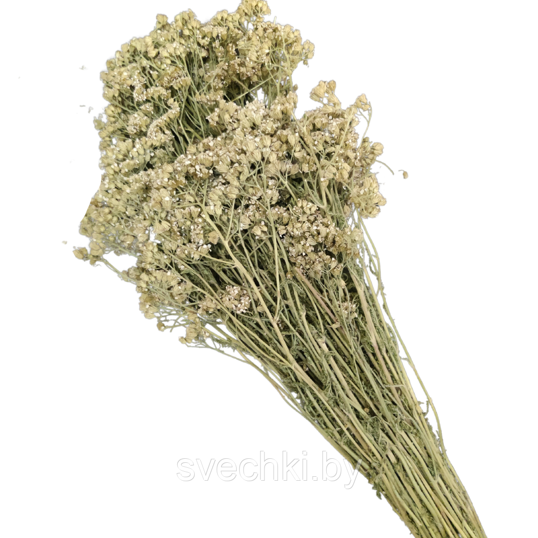 Тысячелистник скрутка для окуривания, фото 1