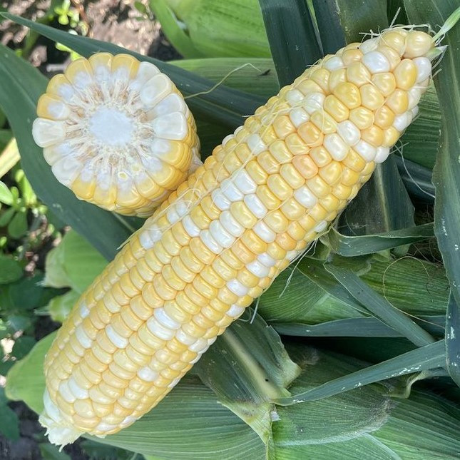 Кукуруза сладкая "Кейт" F1, Франция (10шт)