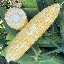 Кукуруза сладкая "Кейт" F1, Франция (10шт)