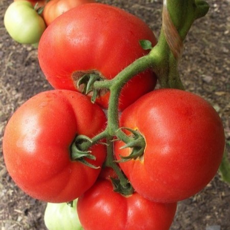 Томат "Биг Биф" F1, (5 шт)