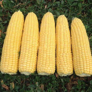 Кукуруза сладкая "Турбин" F1, Франция (10 шт)