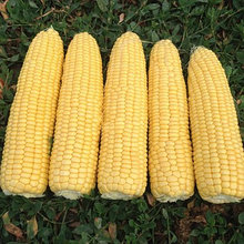 Кукуруза сладкая "Турбин" F1, Франция (10 шт)