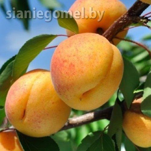 НИКИТСКИЙ (Абрикос)