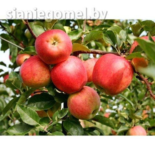 ГАЛА (Яблоня ЗКС)