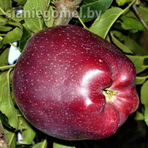 РЕД ДЕЛИШЕС (Яблоня ЗКС)