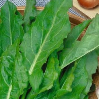 Щавель "Бельвиль", Голландия (1 гр)