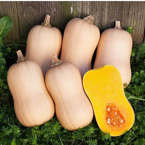 Тыква "Тиана" F1, Голландия, (3 шт)
