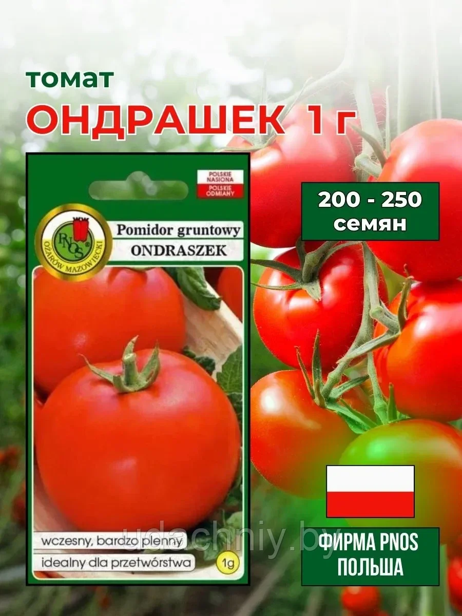 Томат Ондрашек. 1 г. "PNOS", Польша.