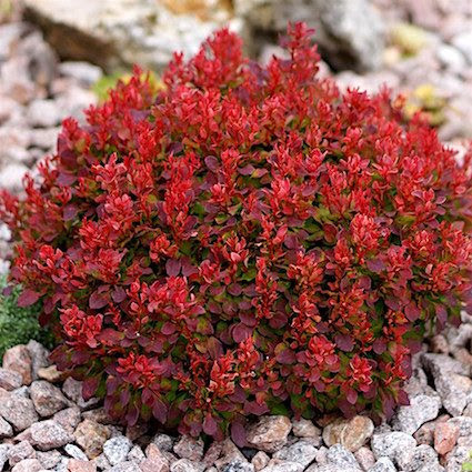 Барбарис тунберга Лютин Руж