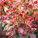 Барбарис тунберга Лютин Руж, фото 2