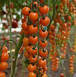 Томат черри "Оранж свит" (5шт), фото 2