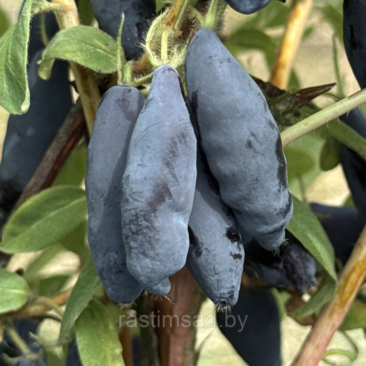 Жимолость Восторг