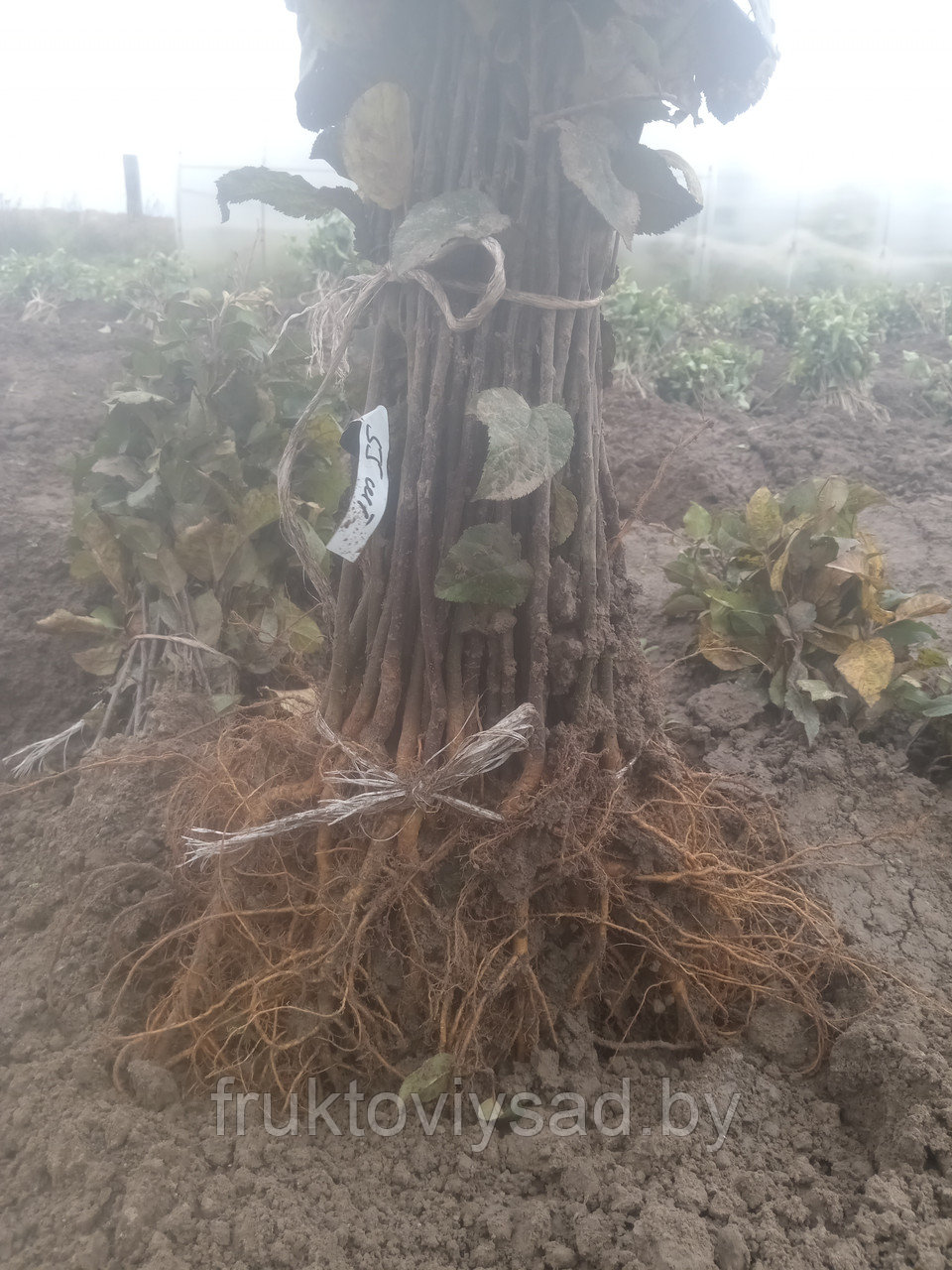 Семенной подвой  яблони