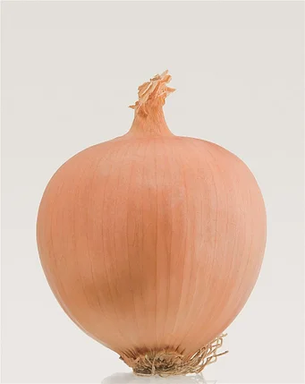 Лук репчатый "Франциско", фото 2