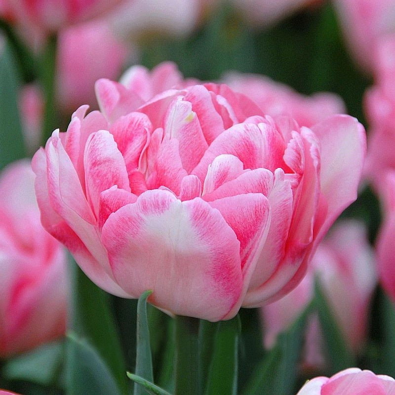 Луковицы пионовидных голландских тюльпанов