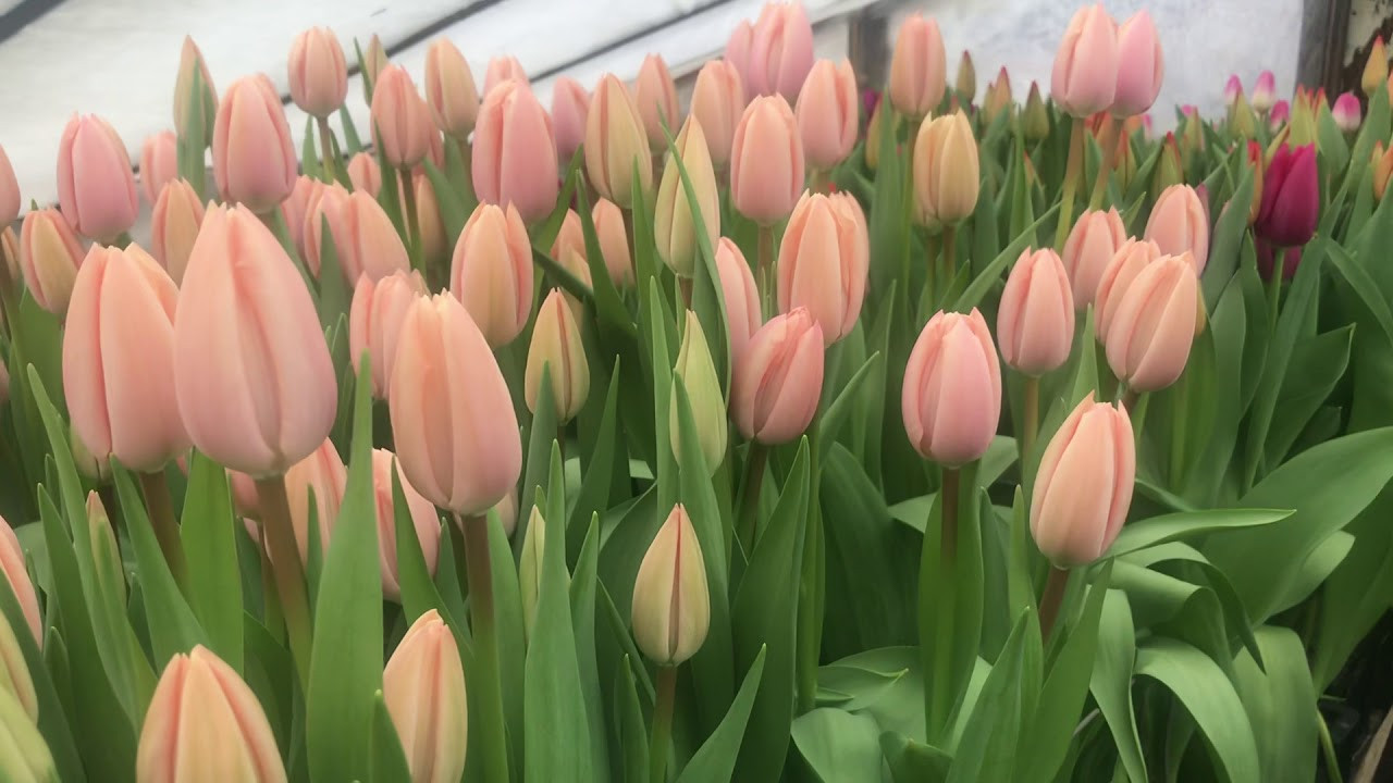 Луковицы популярных тюльпанов ТайБутс