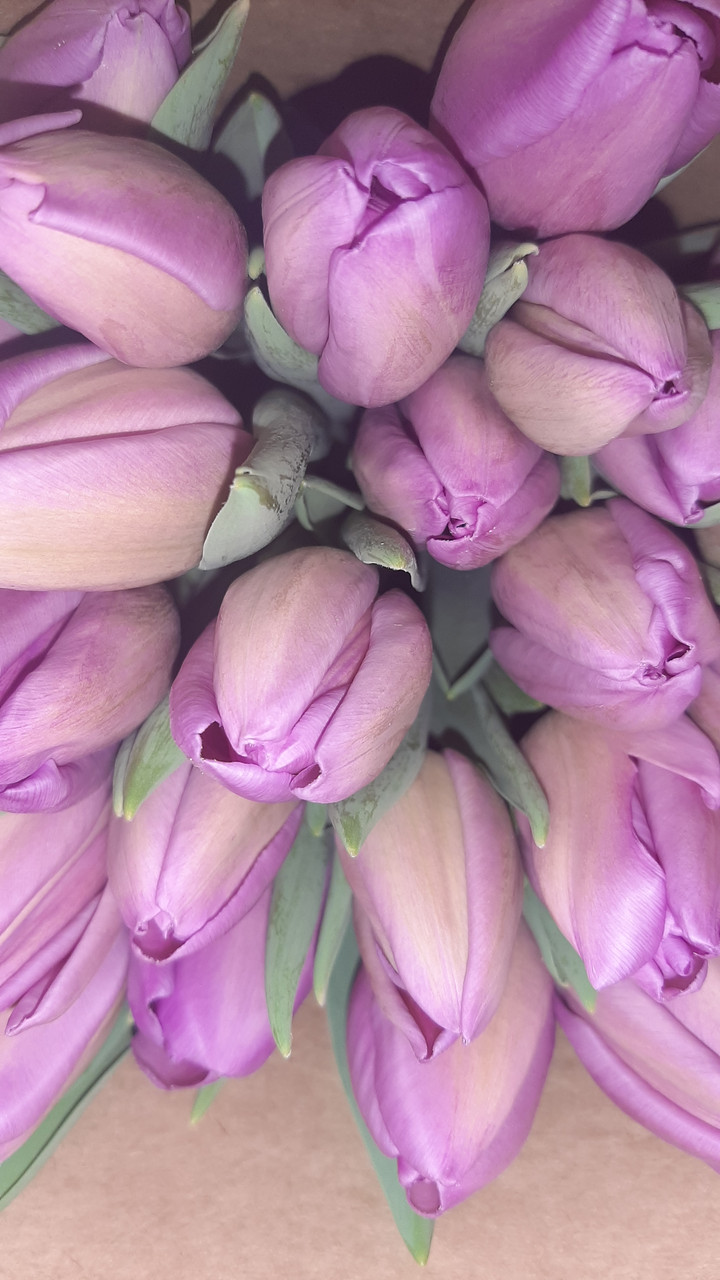 Луковицы сиреневых  тюльпанов Аргос