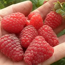 Саженец малины красной сорт "Маравилла" ОПТОМ