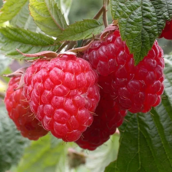 Саженец малины красной сорт "Полана" ОПТОМ