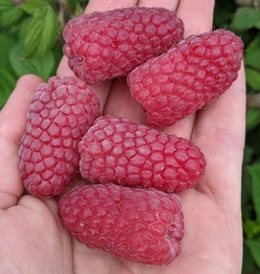 Саженец малины красной сорт "Пшехиба" ОПТОМ