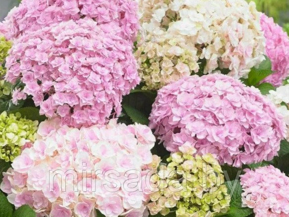 Гортензя крупнолистная Доппио Нувола