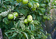 Сетка пласт. тканая для защиты от птиц Bird Net DIAMOND 20г/м2, яч. 15х15мм, размер 10х50м, фото 3